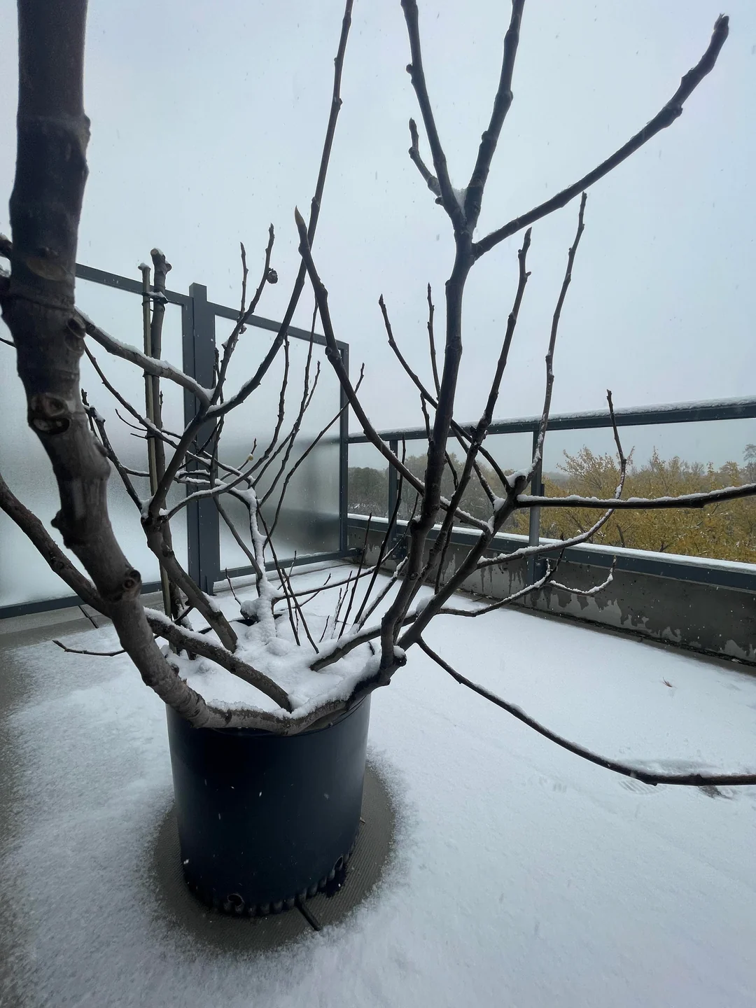 Iernarea smochinilor la ghivece