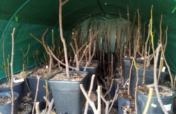 Iernarea smochinilor în casă: repaus rece sau trezire timpurie?