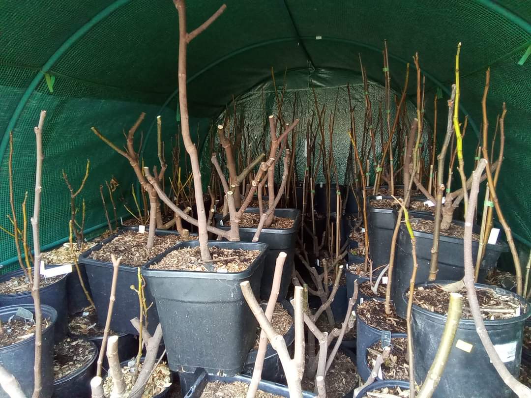 Iernarea smochinilor în casă: repaus rece sau trezire timpurie?