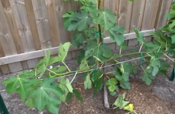 Plantarea și mulcirea smochinilor, fundația unei creșteri și recolte sănătoase