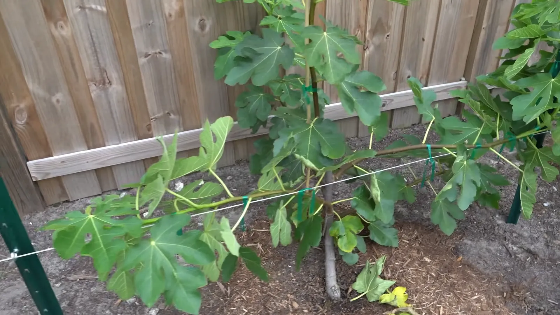 Plantarea și mulcirea smochinilor, fundația unei creșteri și recolte sănătoase