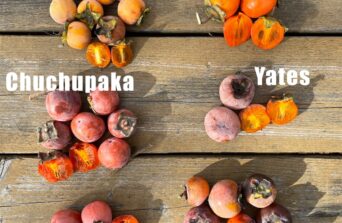 Kaki rezistent la ger în România