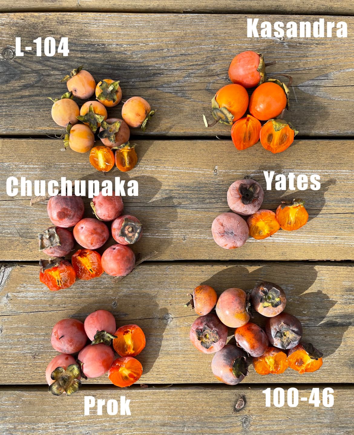 Kaki rezistent la ger în România